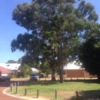The saga of the Illawarra flame tree and the old Rose Gum
